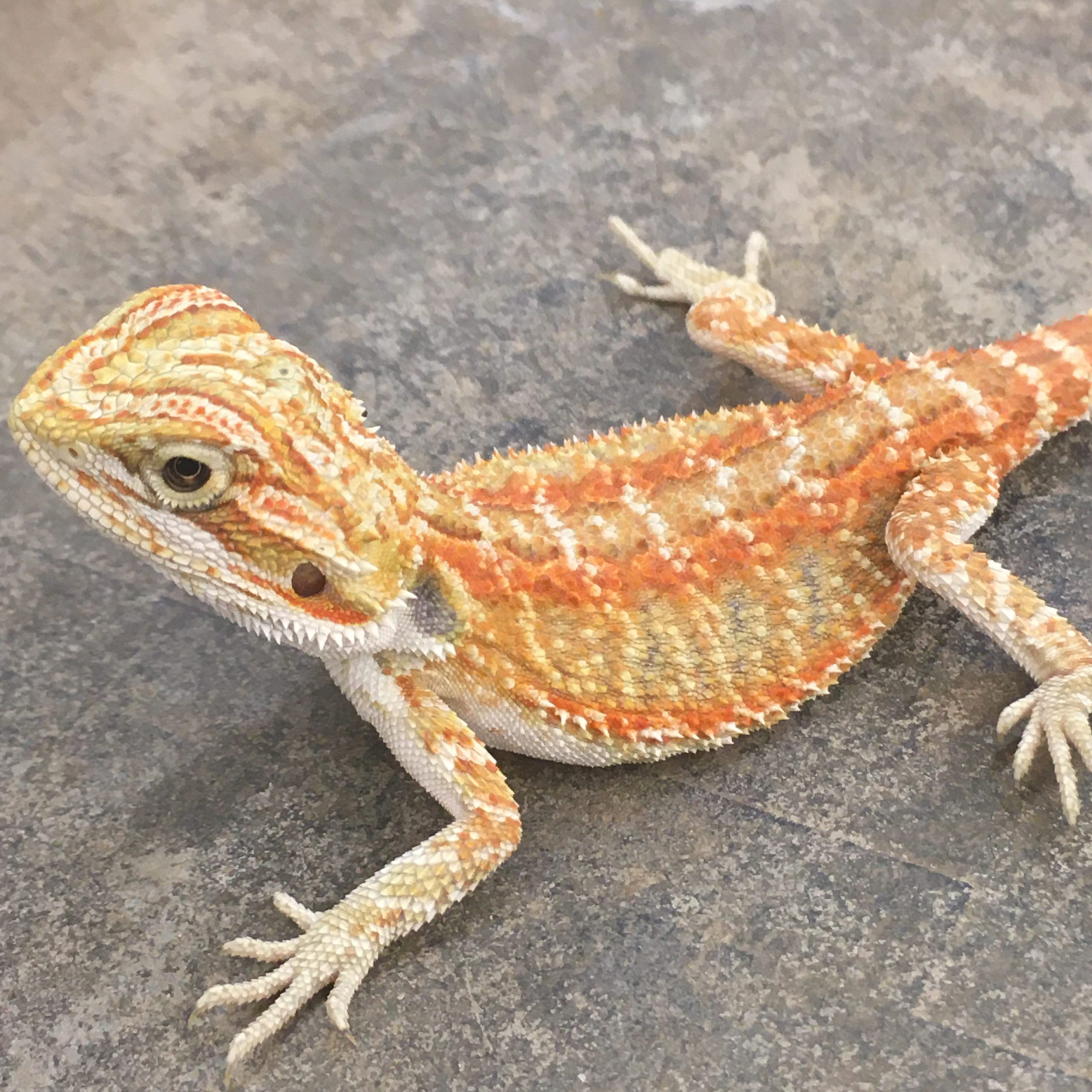 CB GENETIC STRIPE Bearded Dragon