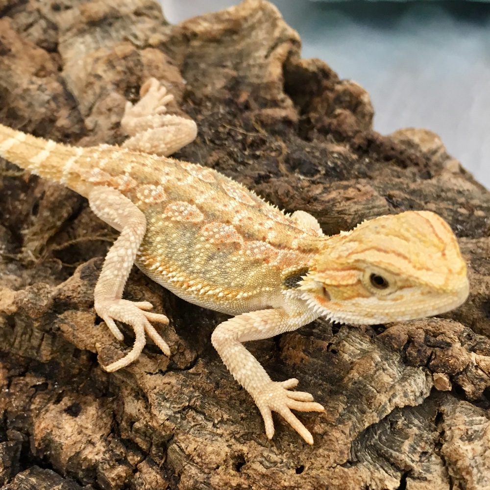 CB HYPO Bearded Dragon