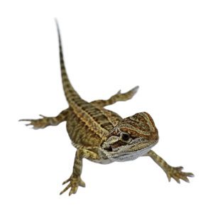 CB GENETIC STRIPE Bearded Dragon