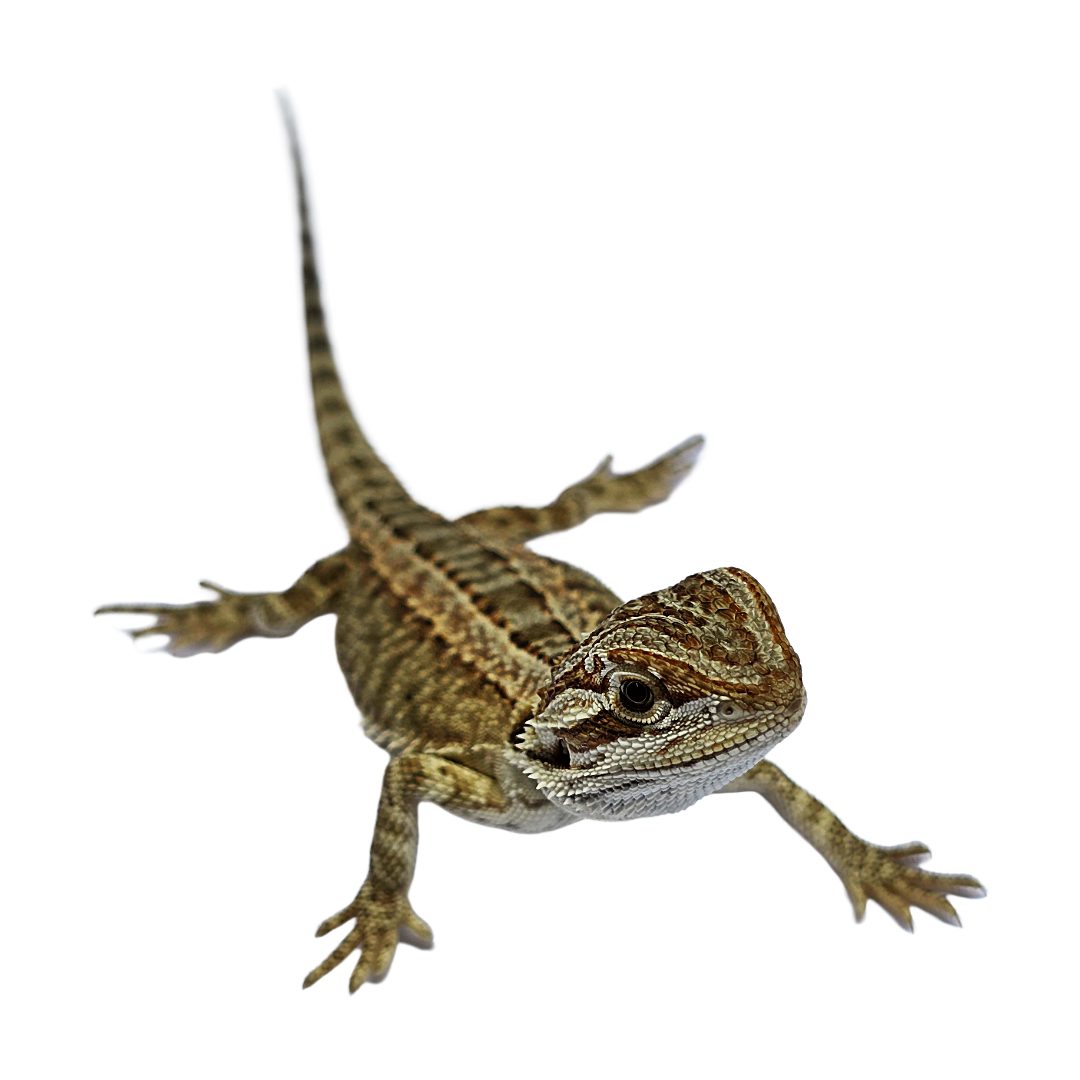 CB GENETIC STRIPE Bearded Dragon