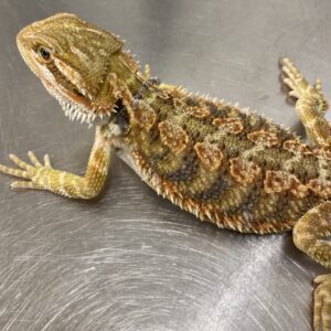 CB BLUE BAR Bearded Dragon