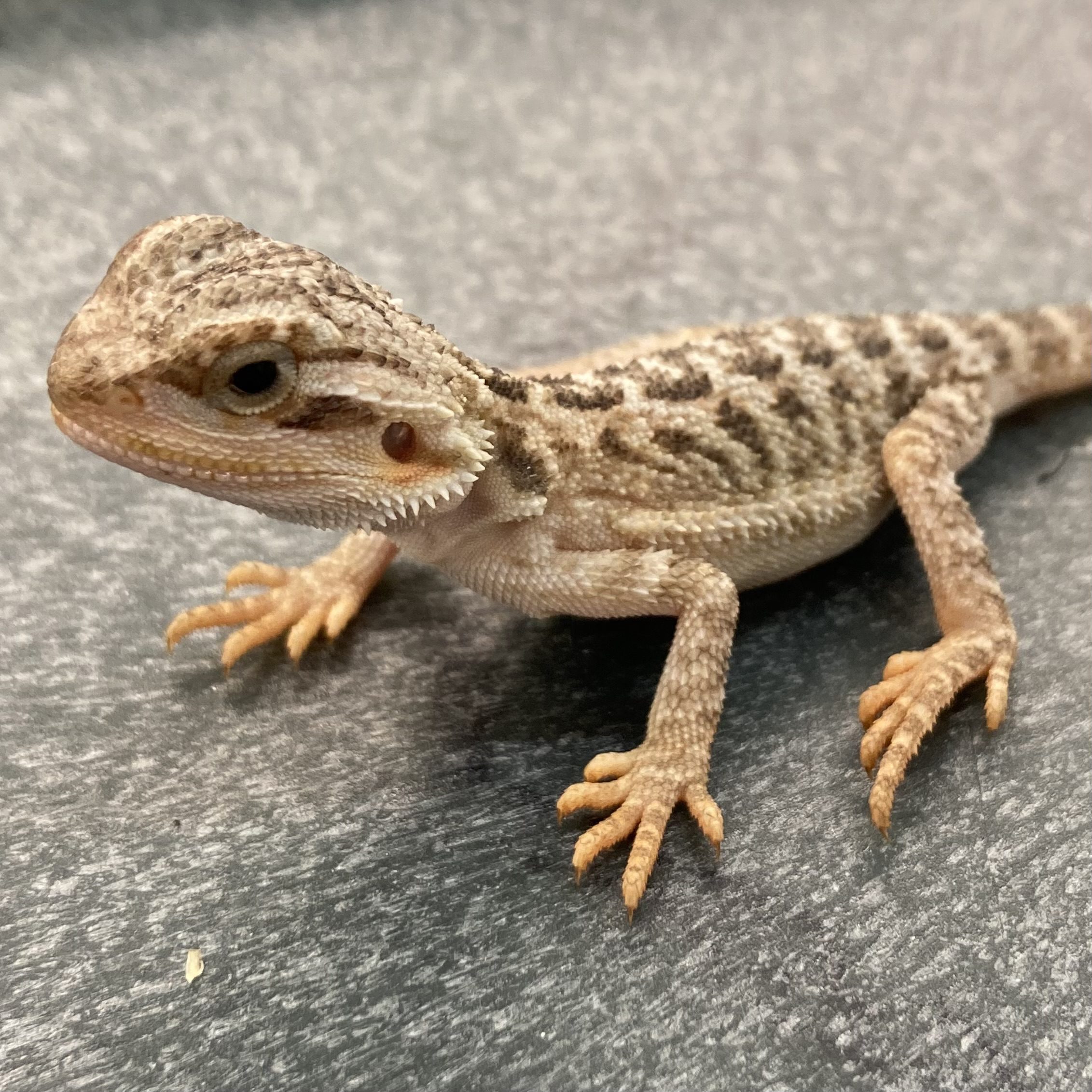 CB TRANSLUCENT Bearded Dragon