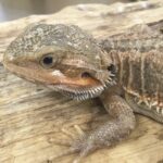 CB Grown On Red Bearded Dragon