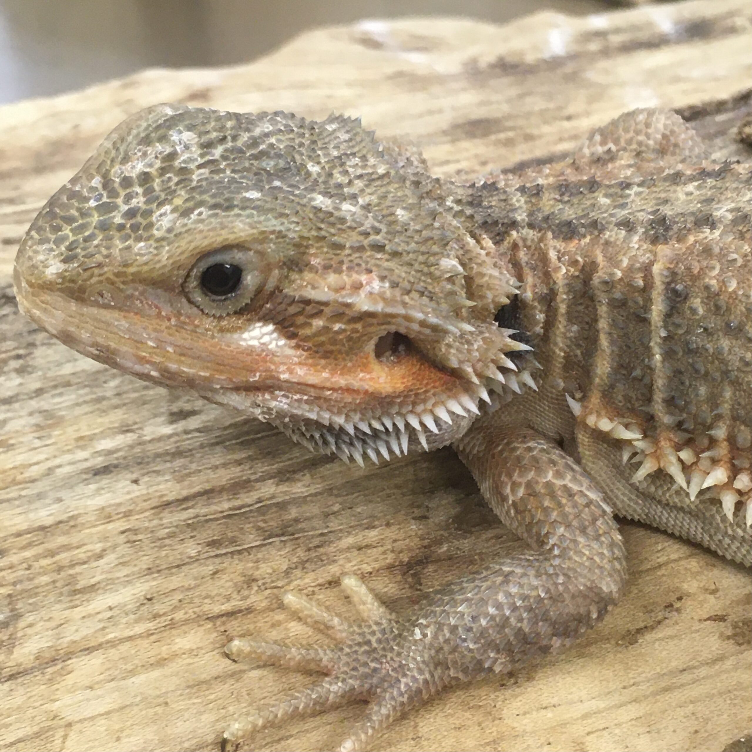 CB Grown On Bearded Dragon