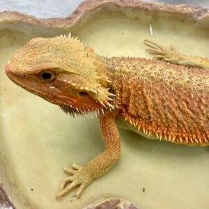 CB RED HYPO TRANSLUCENT Bearded Dragon - PB