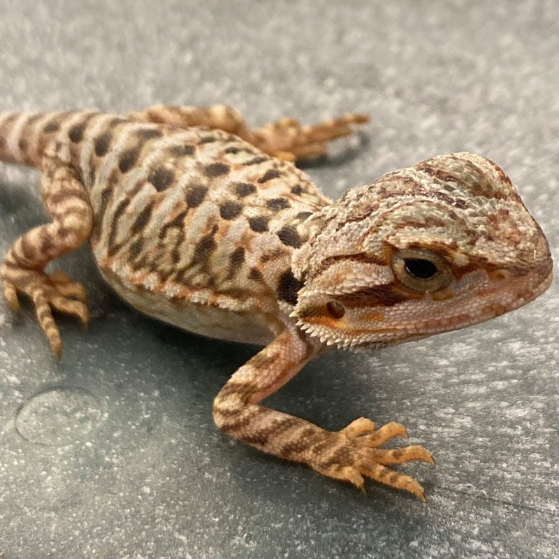 CB TRANSLUCENT LEATHERBACK Bearded Dragon