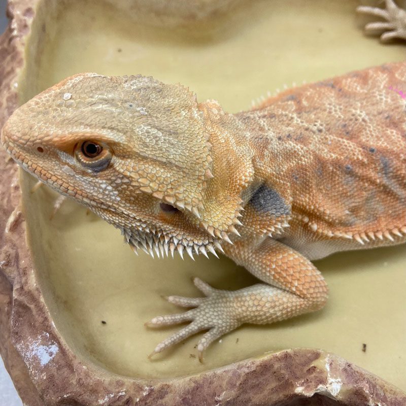 CB HYPO LEATHERBACK Bearded Dragon