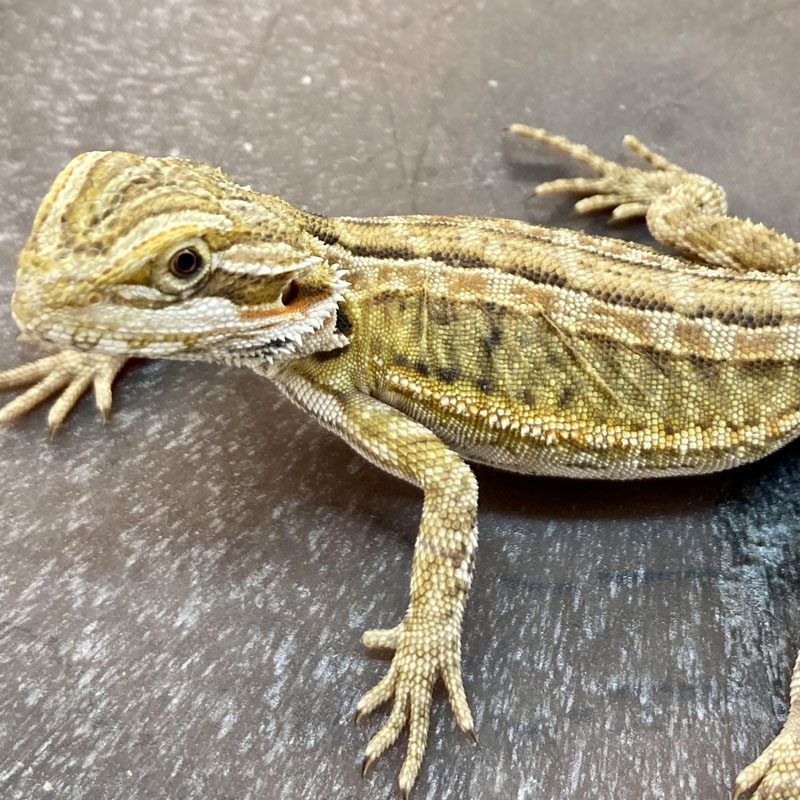 CB GENETIC STRIPE LEATHERBACK Bearded Dragon