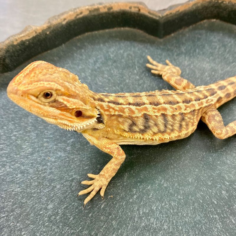 CB RED STRIPE LEATHERBACK Bearded Dragon