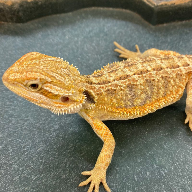 CB RED STRIPE Bearded Dragon