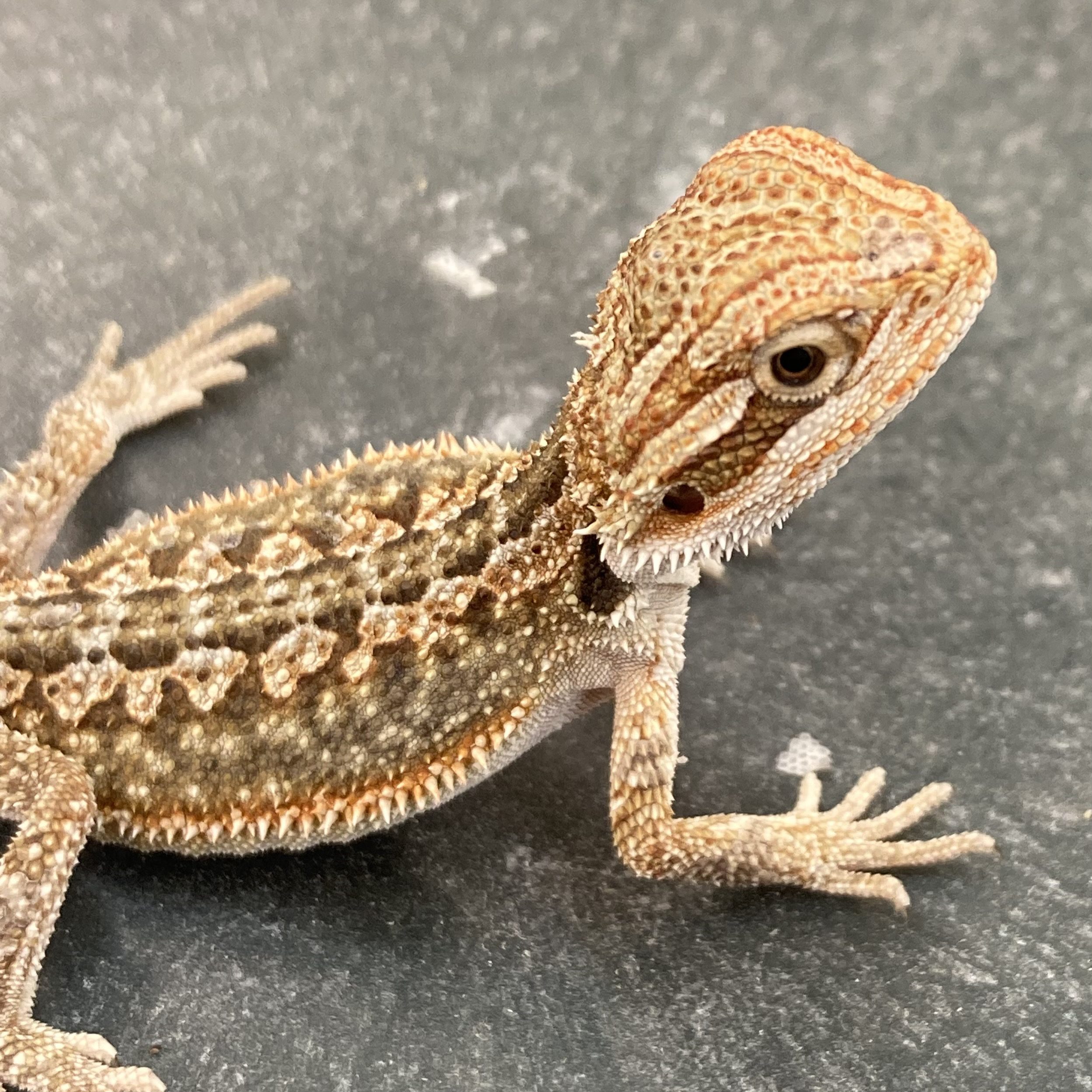 CB DUNNER Bearded Dragon