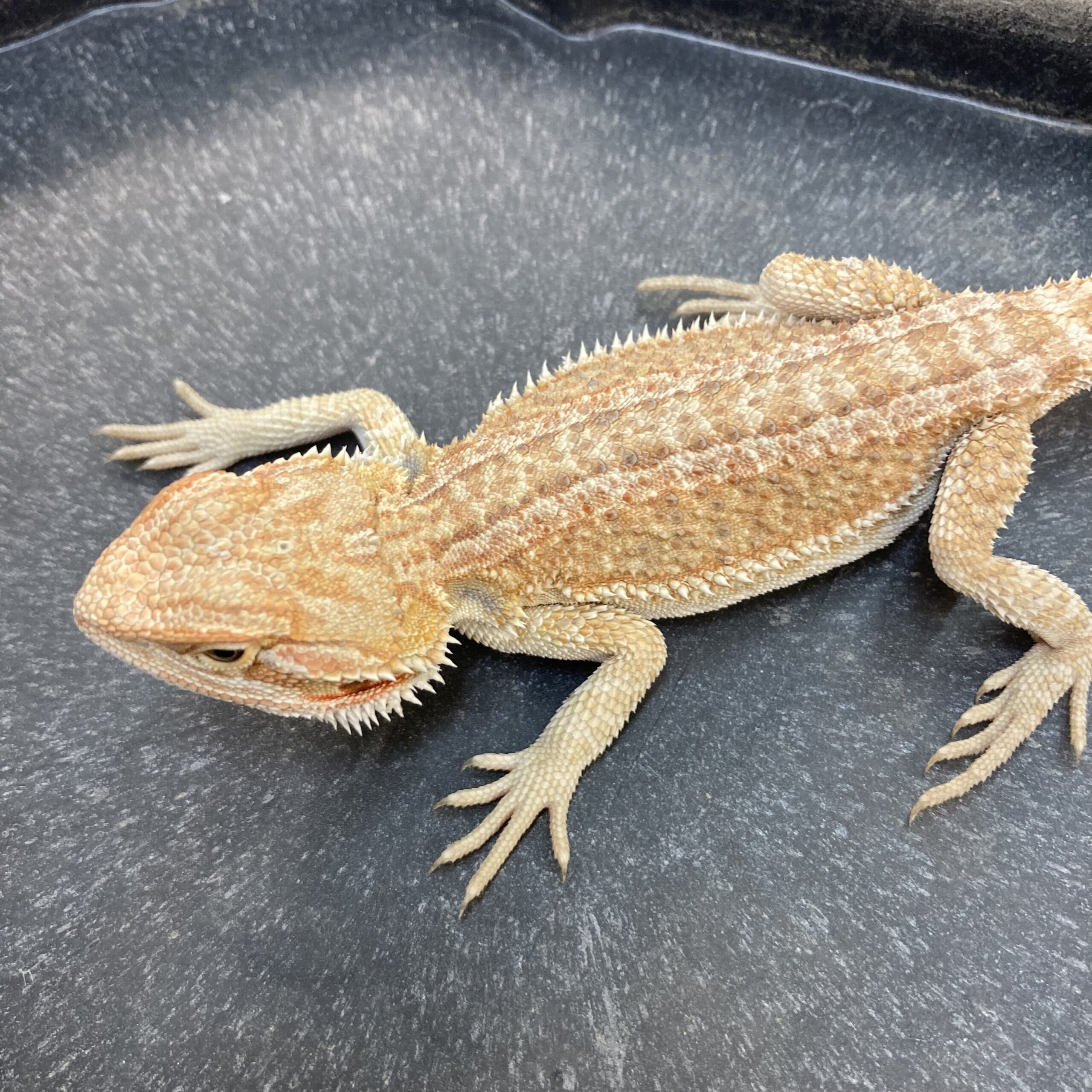CB HYPO GENETIC STRIPE Bearded Dragon