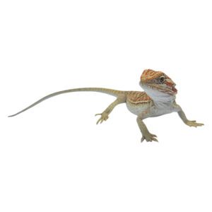 CB Mixed Morph Bearded Dragon *B Grade*