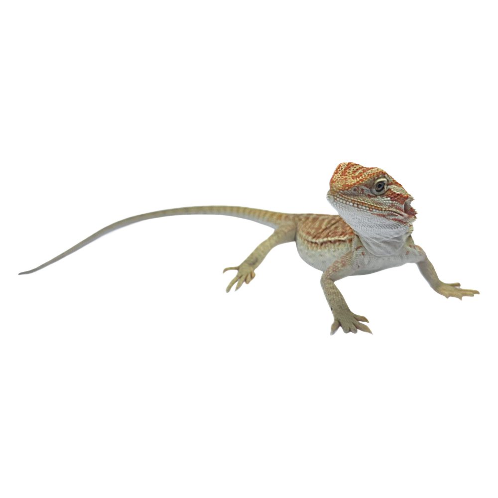 CB Mixed Morph Bearded Dragon *B Grade*