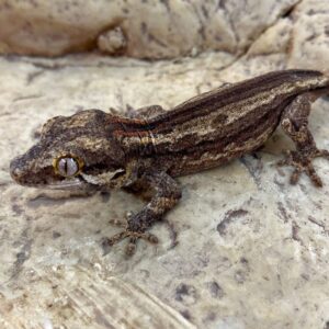 CB STRIPED Gargoyle Gecko