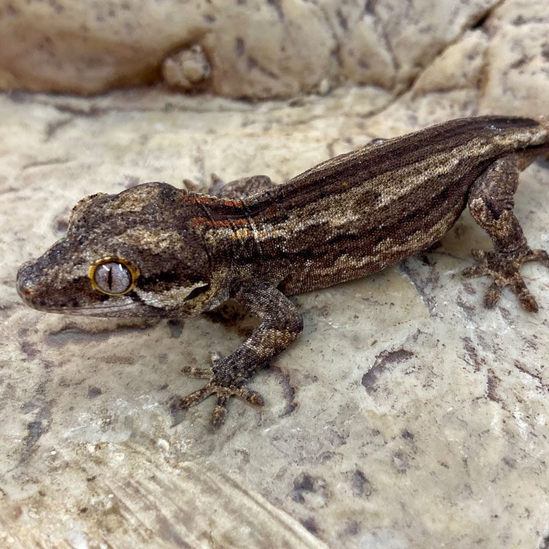 CB STRIPED Gargoyle Gecko CB STRIPED Gargoyle Gecko