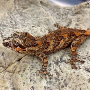 CB BLOTCH Gargoyle Gecko - PB