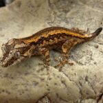 CB Gargoyle Gecko *B-Grade*