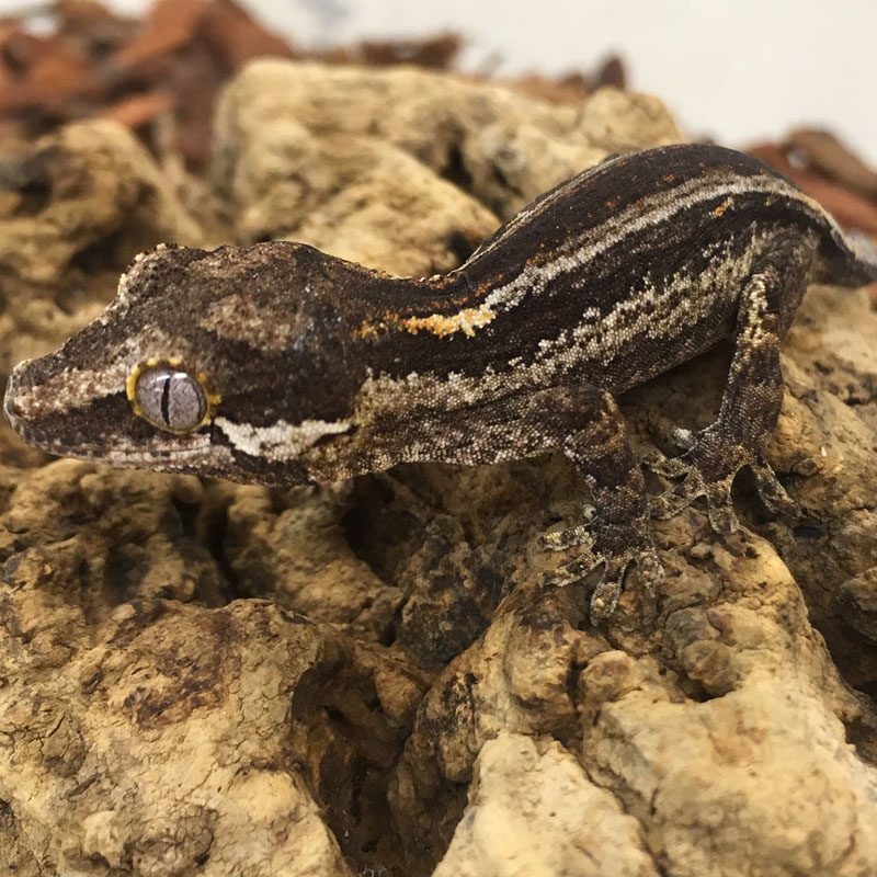 CB ADULT STRIPE Gargoyle Gecko
