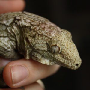 CB 8-14cm New Caledonian Giant Gecko