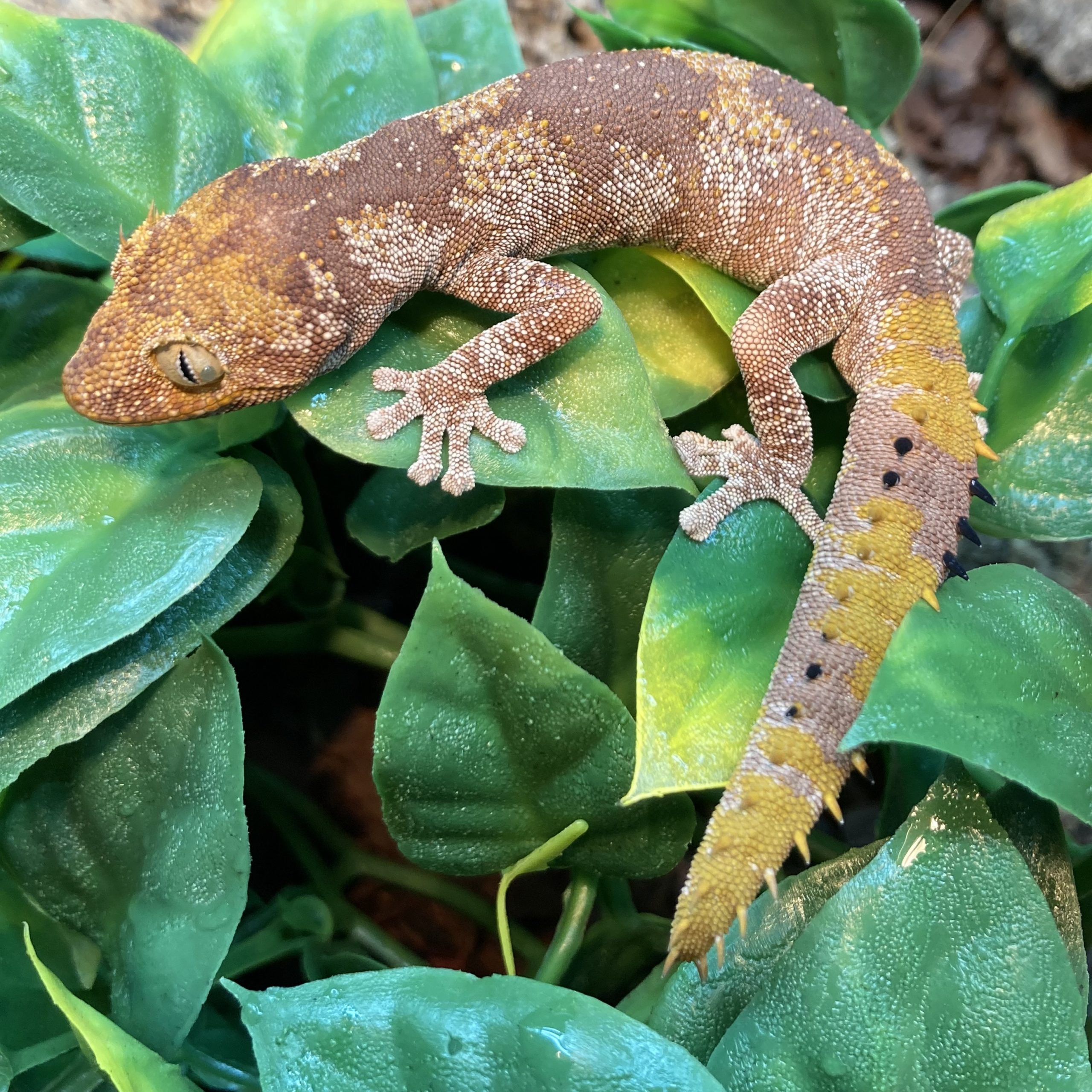 CB Northern Spiny-Tailed Gecko