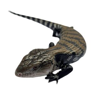 CB24 Indonesian Blue Tongue Skink