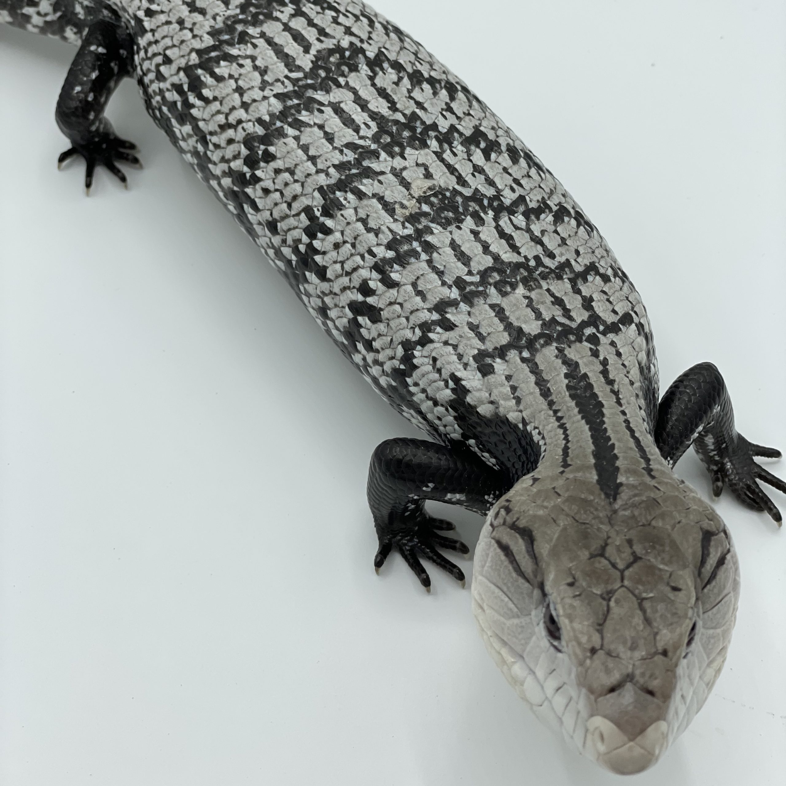 CB AXANTHIC Blue Tongue Skink 