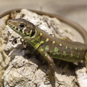CB PAIR ADULT European Eyed Lizards