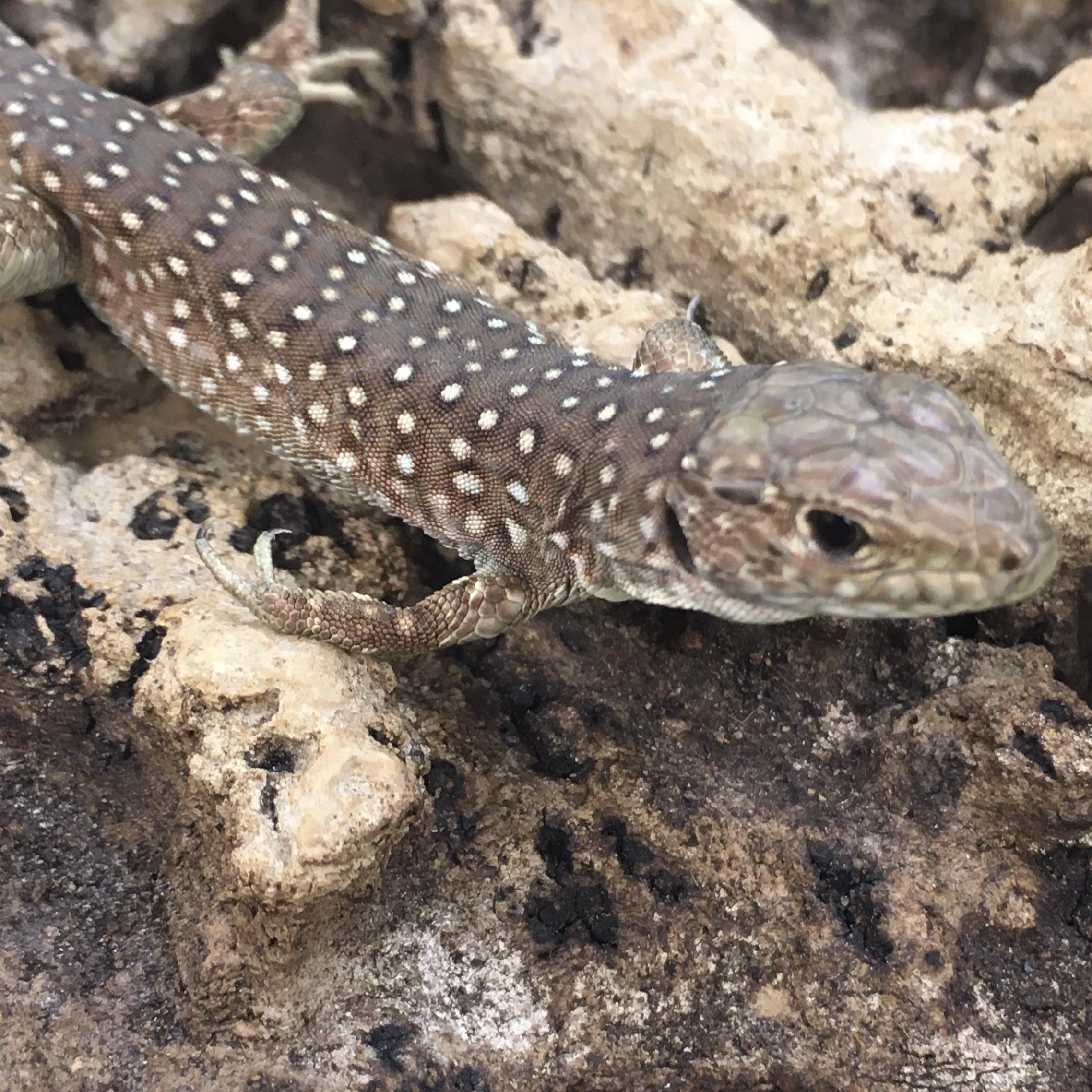 CB European Eyed Lizard