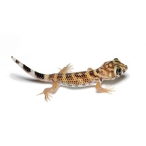 CB Frog Eyed Gecko 'Pair'