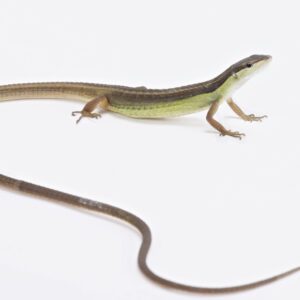 WC Long Tail Grass Lizard