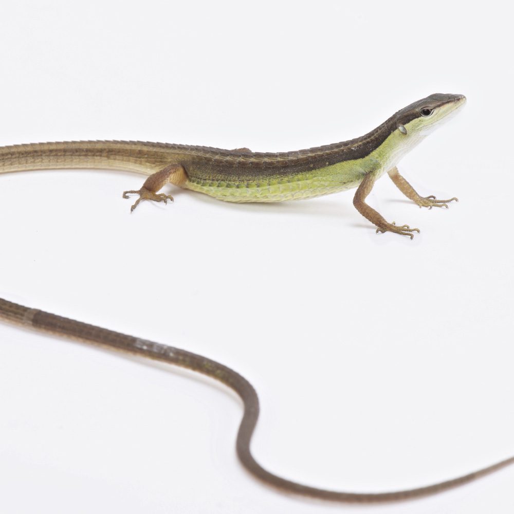 WC Long Tail Grass Lizard