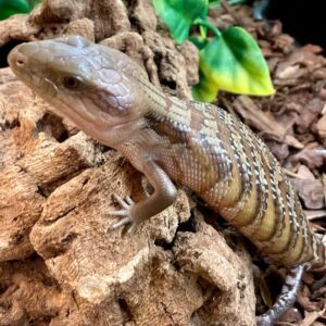 CB Northern Blue Tongue Skink