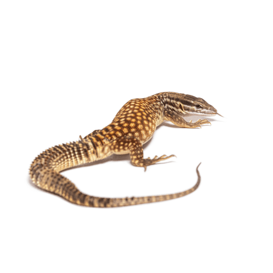 CB Spiny Tailed Monitor
