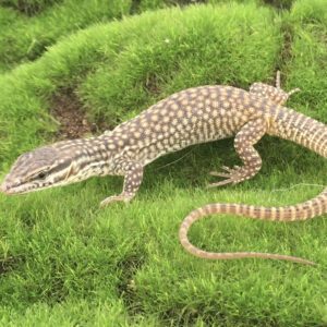 CB Kimberley Rock  Monitor