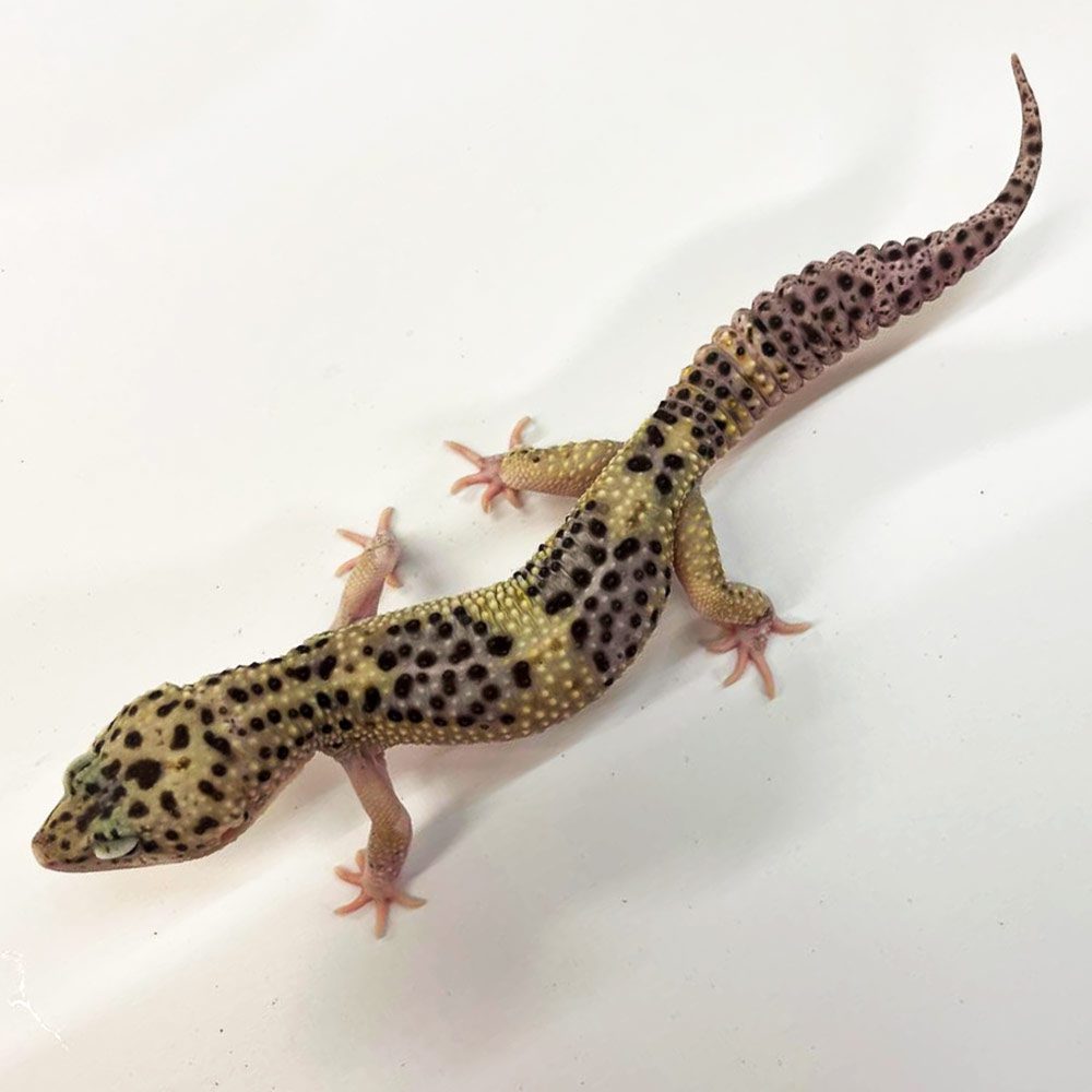 NCRW NORMAL Leopard Gecko - Adult Male