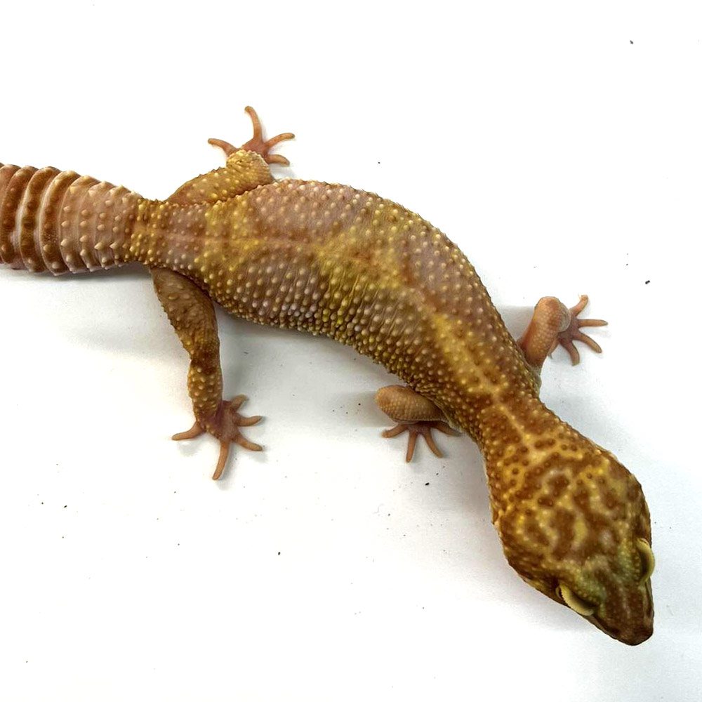 NCRW ALBINO Leopard Gecko - Adult Female