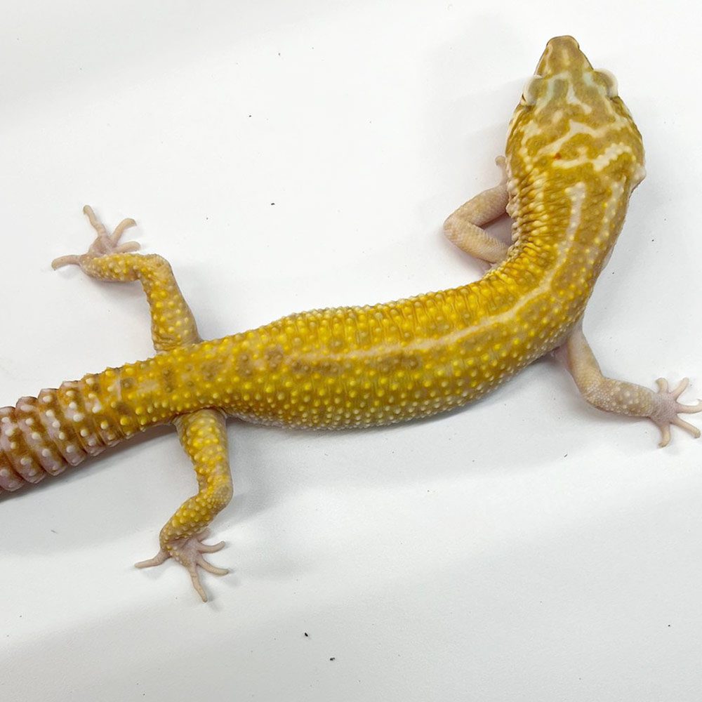 NCRW ALBINO Leopard Gecko - Adult Male