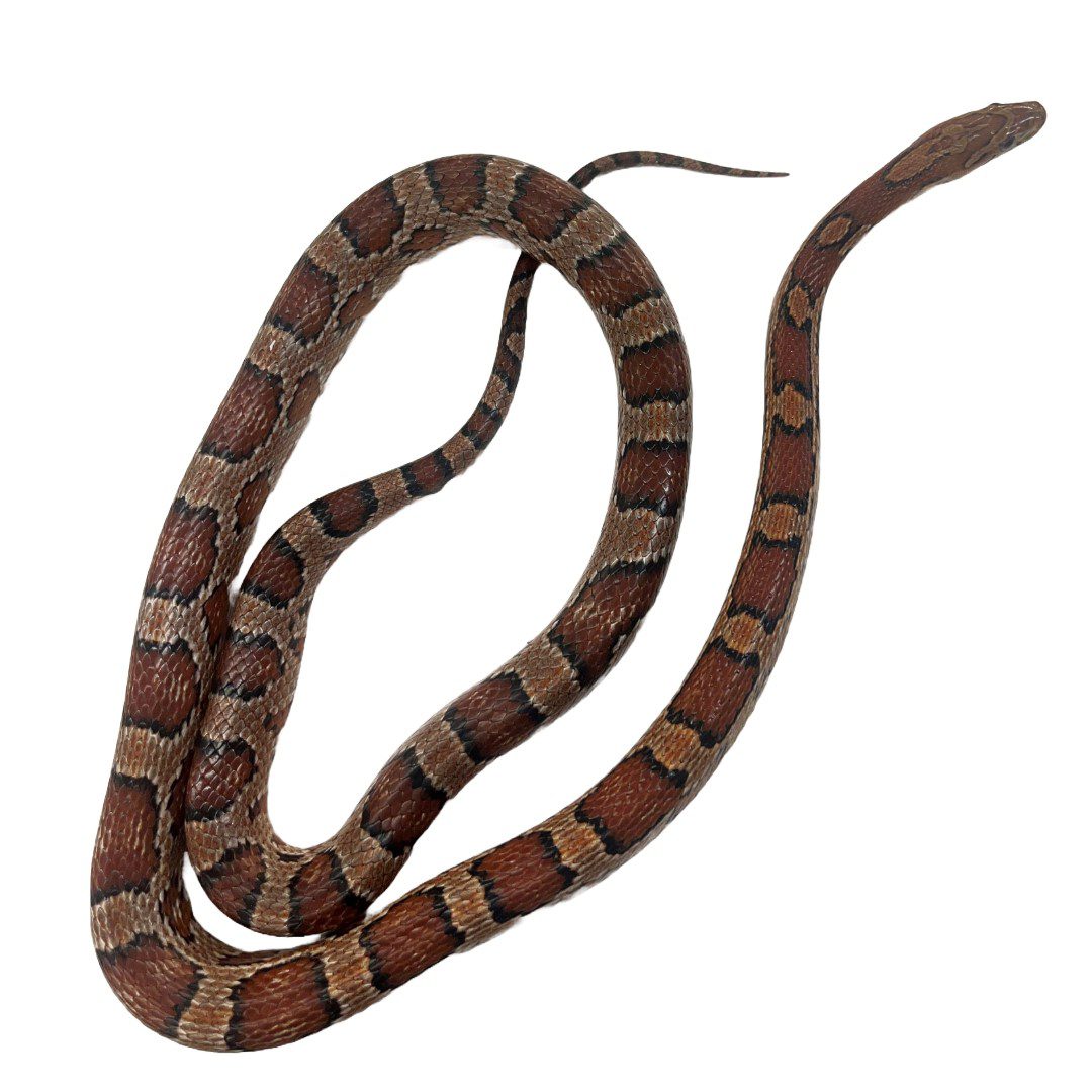 NCRW MIXED MORPH CORN SNAKE Sub Adult NCRW MIXED MORPH CORN SNAKE Sub Adult