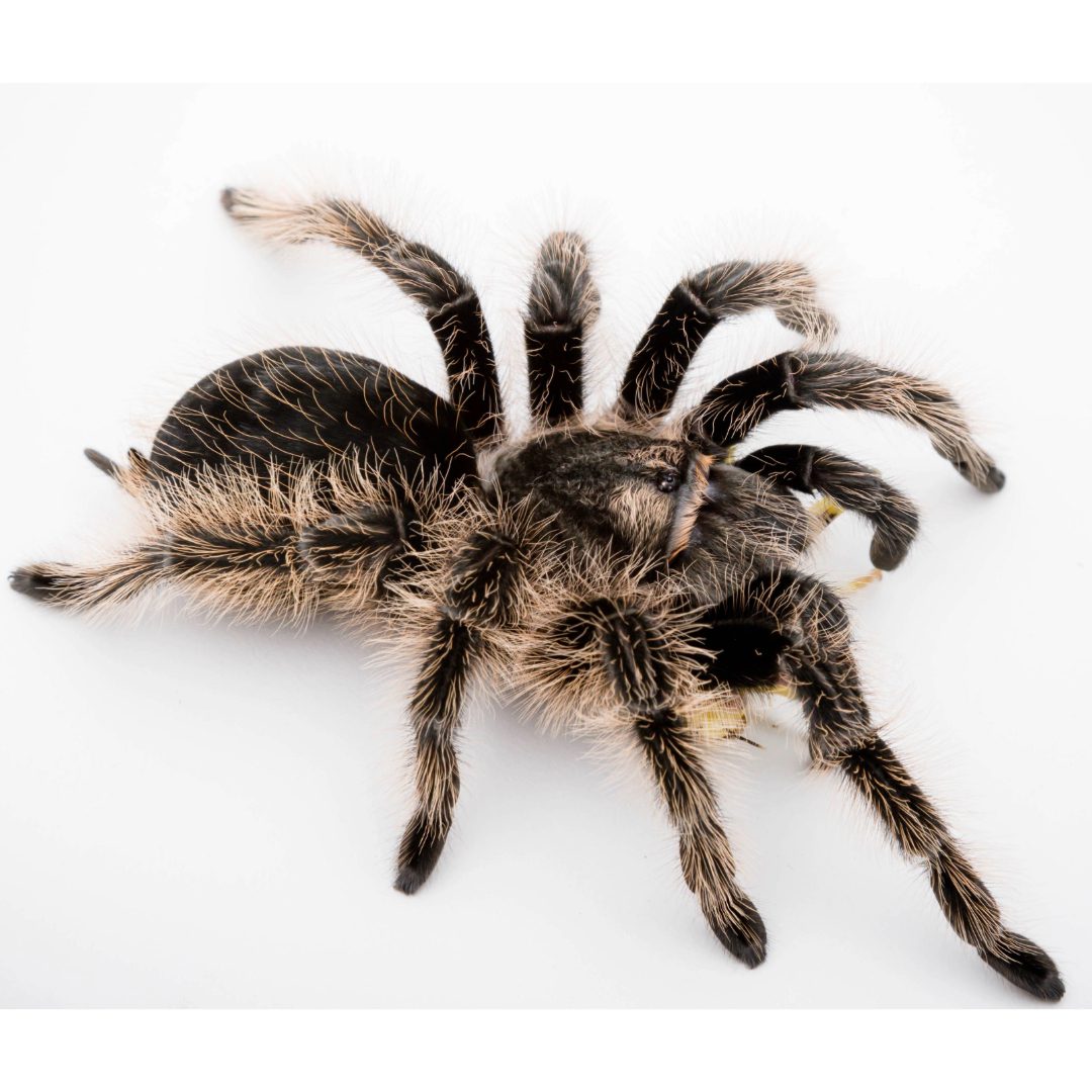 CB Curly Hair Tarantula 6-8cm CB Curly Hair Tarantula 6-8cm