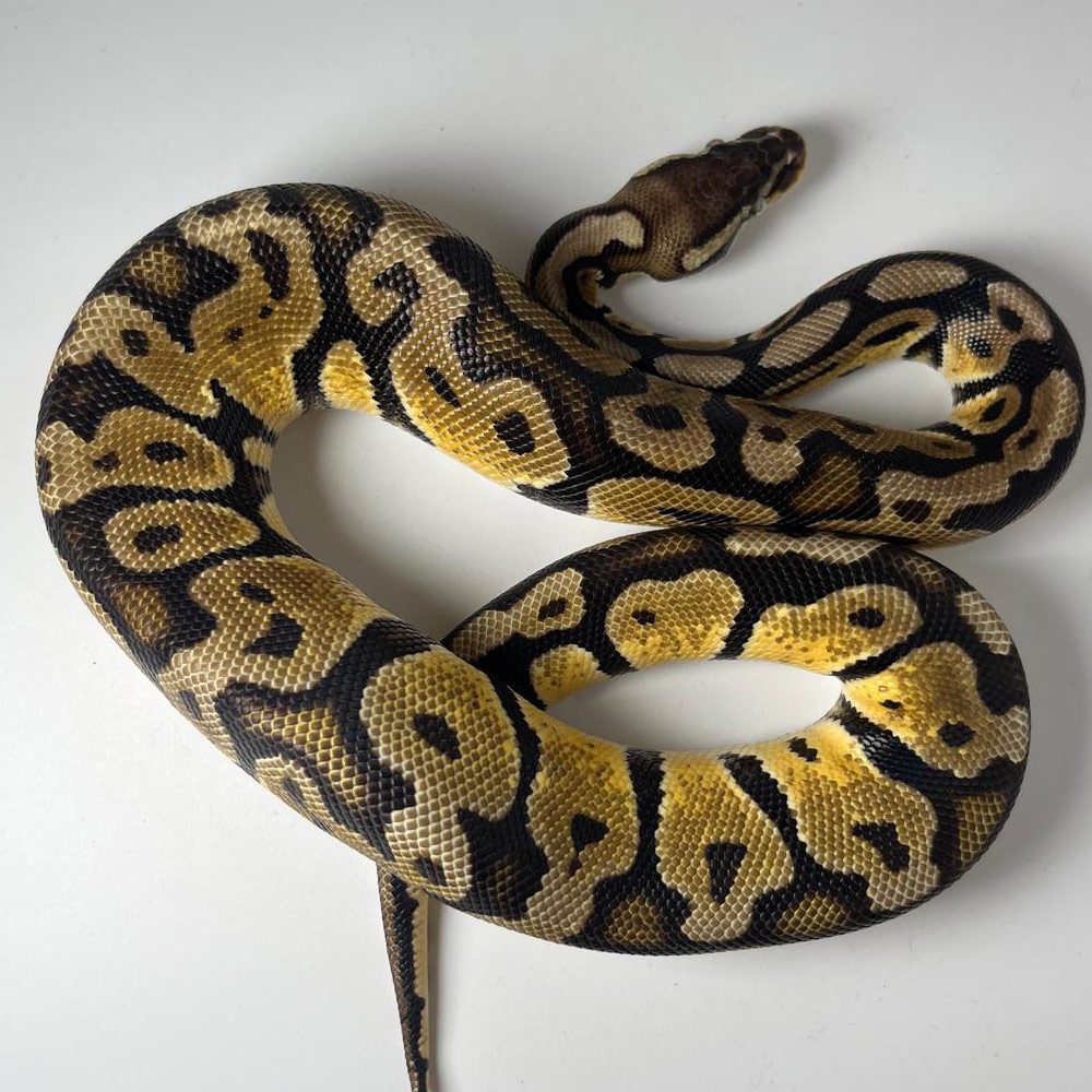 NCRW PASTEL Royal Python - Adult