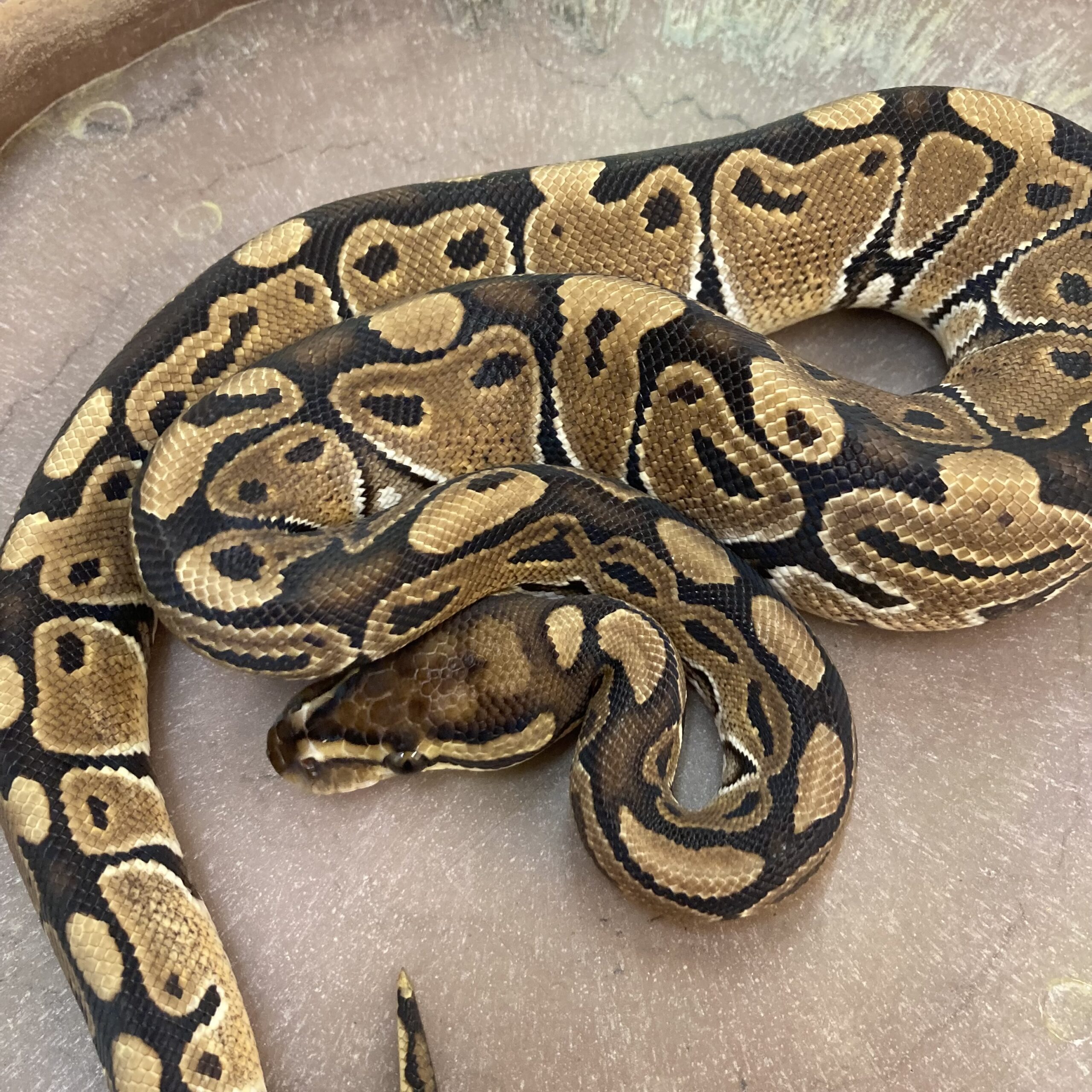 CB 24 SPECIAL Royal Python