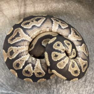 CB23 FEMALE MOJAVE Royal Python