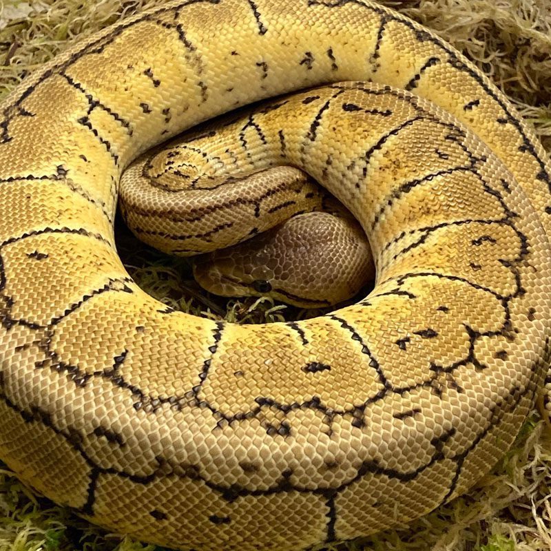 CB21 MALE PASTEL PINSTRIPE HET ALBINO Royal Python
