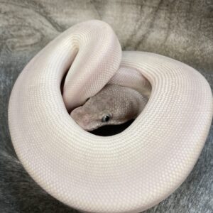 CB22 FEMALE PURPLE PASSION Royal Python