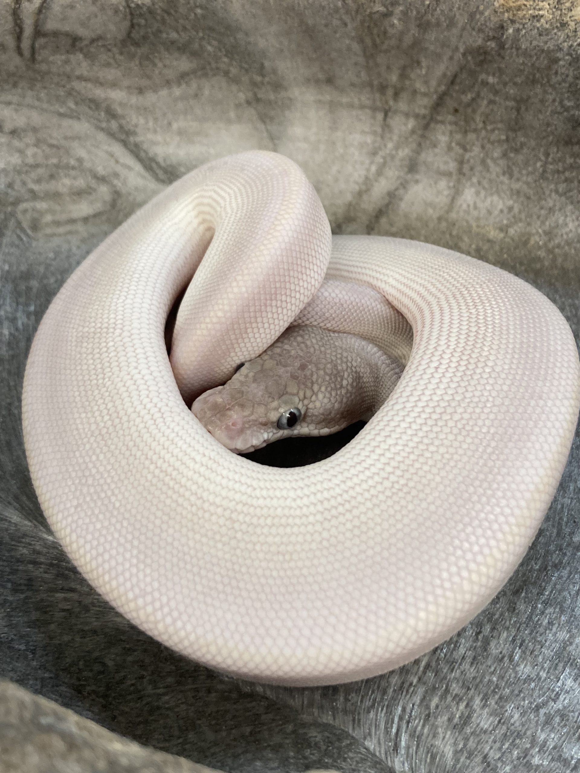 CB22 FEMALE PURPLE PASSION Royal Python CB22 FEMALE PURPLE PASSION Royal Python