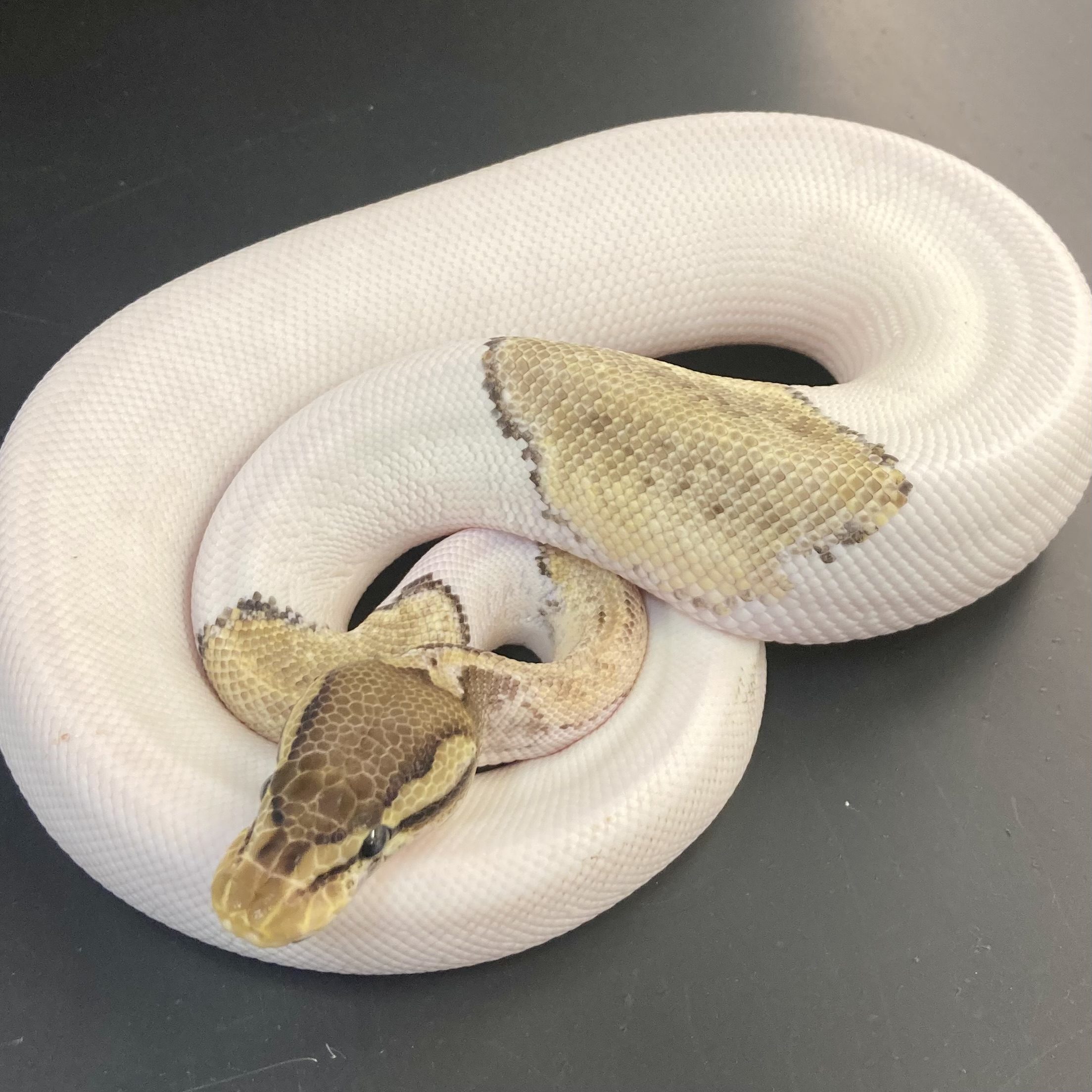 CB23 PASTEL MOJAVE PIED Royal Python