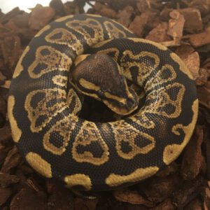 CB23 YELLOW BELLY PIED Royal Python