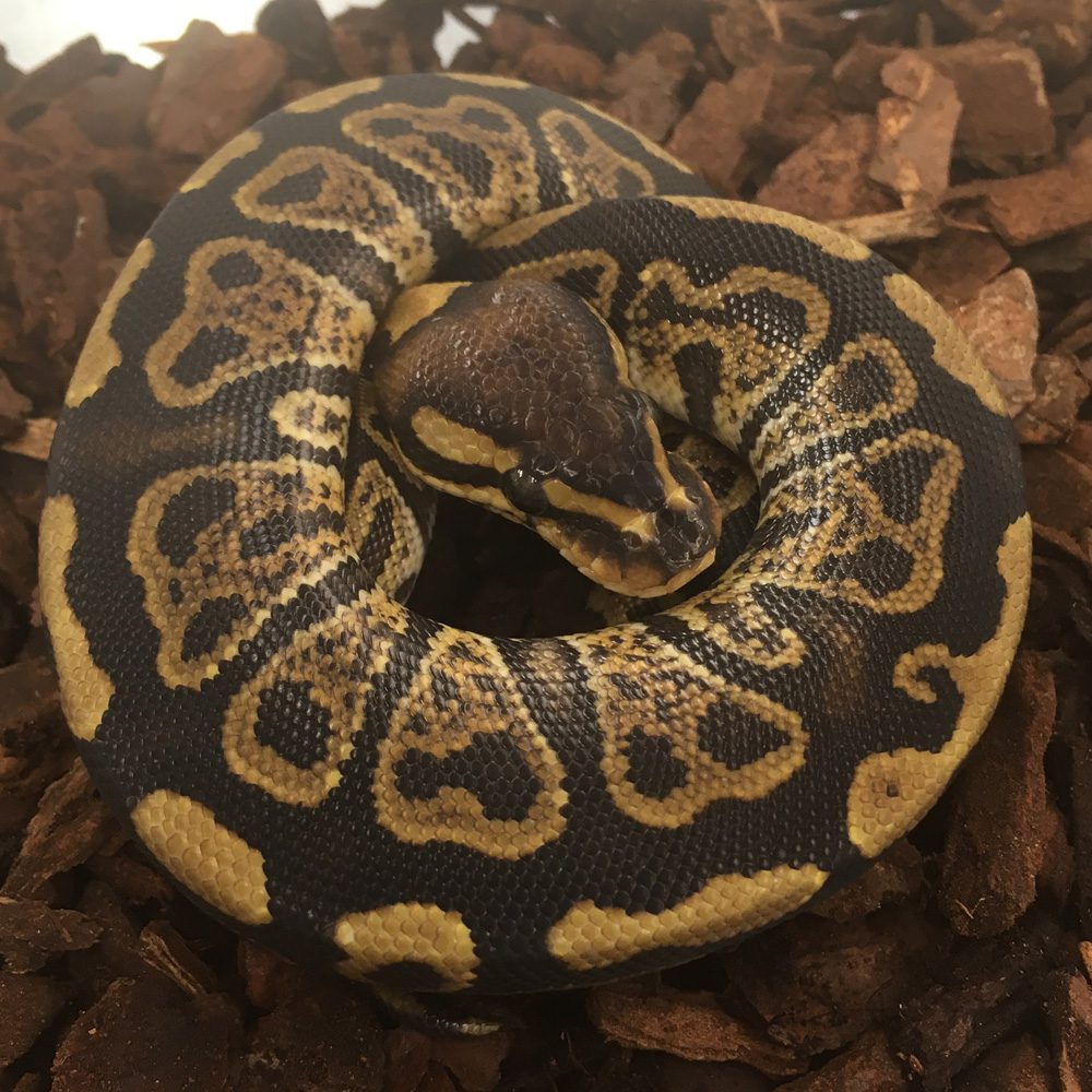 CB23 YELLOW BELLY PIED Royal Python