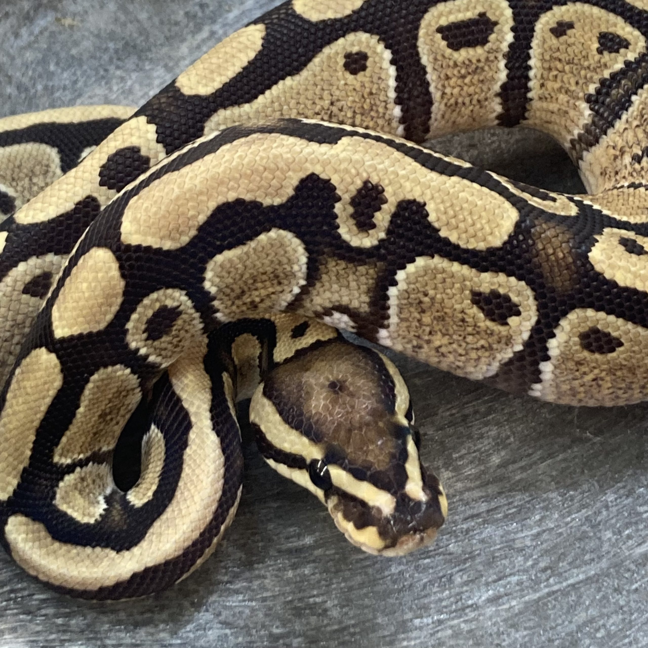 CB22 MALE FIRE Het CLOWN Royal Python